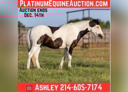 American Quarter Horse, Ruin, 7 Jaar, 109 cm, Tobiano-alle-kleuren