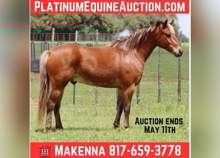 American Quarter Horse, Ruin, 7 Jaar, 130 cm, Roodbruin
