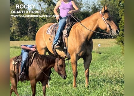 American Quarter Horse, Ruin, 7 Jaar, 142 cm, Falbe