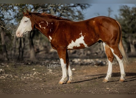 American Quarter Horse, Ruin, 7 Jaar, 142 cm, Roodvos