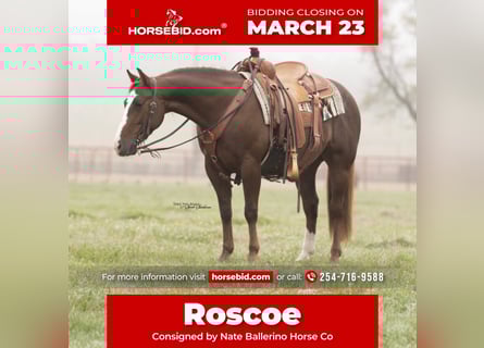 American Quarter Horse, Ruin, 7 Jaar, 142 cm, Roodvos