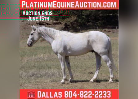 American Quarter Horse, Ruin, 7 Jaar, 142 cm, Schimmel