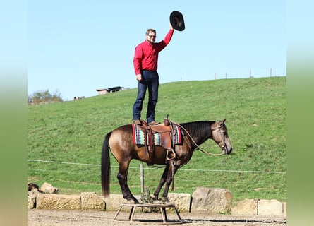 American Quarter Horse Mix, Ruin, 7 Jaar, 147 cm, Buckskin