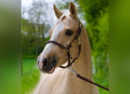 American Quarter Horse, Ruin, 7 Jaar, 147 cm, Palomino