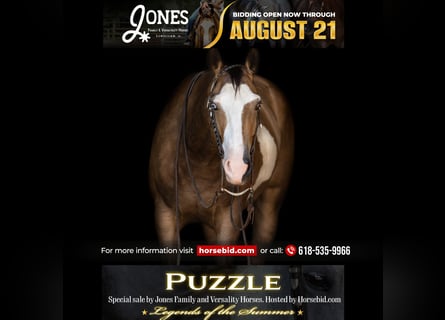 American Quarter Horse, Ruin, 7 Jaar, 150 cm, Gevlekt-paard