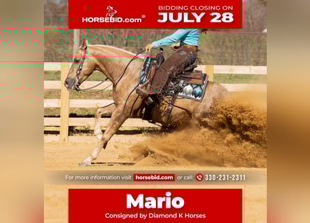 American Quarter Horse, Ruin, 7 Jaar, 150 cm, Palomino