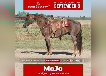 American Quarter Horse, Ruin, 7 Jaar, 150 cm, Roan-Red