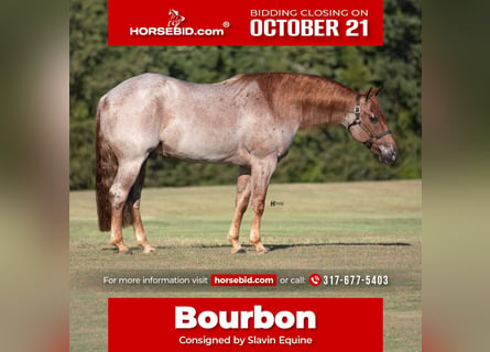 American Quarter Horse, Ruin, 7 Jaar, 150 cm, Roan-Red