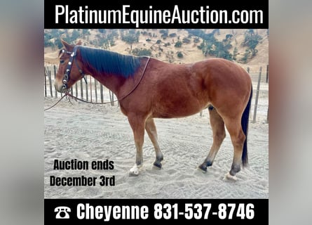 American Quarter Horse, Ruin, 7 Jaar, 150 cm, Roodbruin