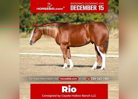 American Quarter Horse, Ruin, 7 Jaar, 150 cm, Roodvos