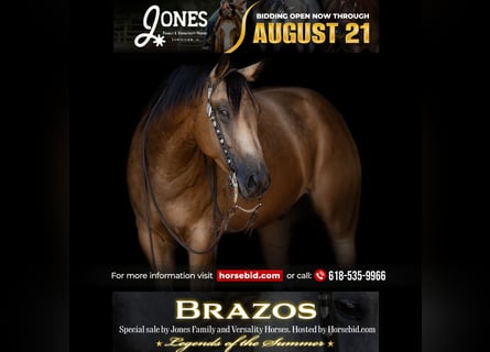 American Quarter Horse, Ruin, 7 Jaar, 152 cm, Buckskin