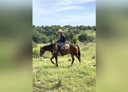 American Quarter Horse, Ruin, 7 Jaar, 152 cm, Donkerbruin