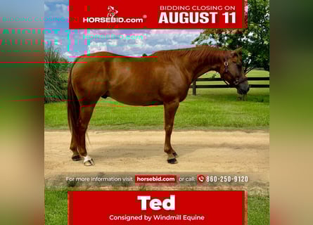 American Quarter Horse, Ruin, 7 Jaar, 152 cm, Donkere-vos