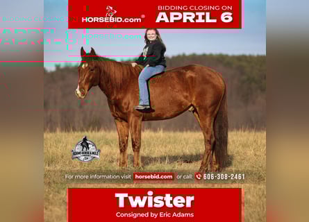 American Quarter Horse, Ruin, 7 Jaar, 152 cm, Donkere-vos