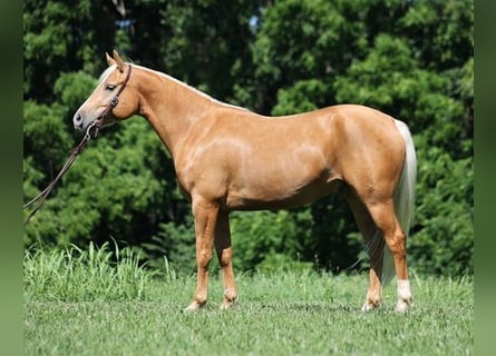 American Quarter Horse, Ruin, 7 Jaar, 152 cm, Palomino