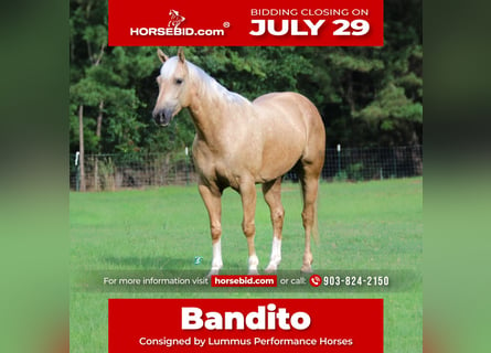 American Quarter Horse, Ruin, 7 Jaar, 152 cm, Palomino