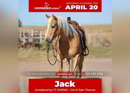 American Quarter Horse, Ruin, 7 Jaar, 152 cm, Palomino