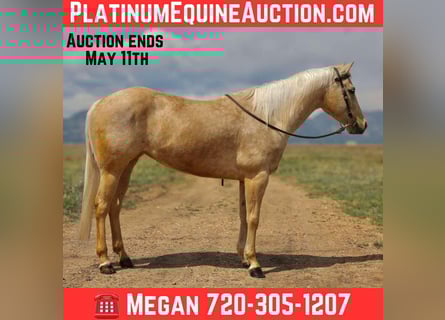 American Quarter Horse, Ruin, 7 Jaar, 152 cm, Palomino