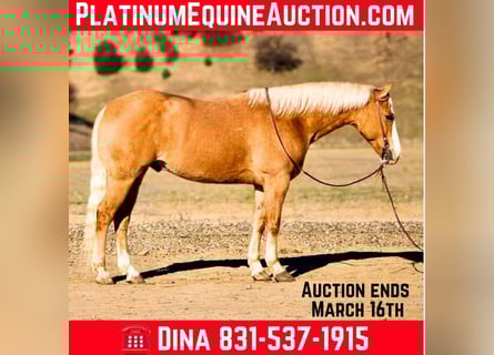 American Quarter Horse, Ruin, 7 Jaar, 152 cm, Palomino