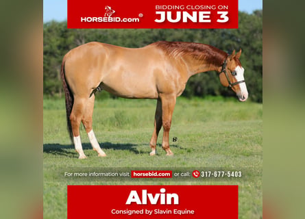 American Quarter Horse, Ruin, 7 Jaar, 152 cm, Red Dun