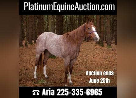 American Quarter Horse, Ruin, 7 Jaar, 152 cm, Roan-Red