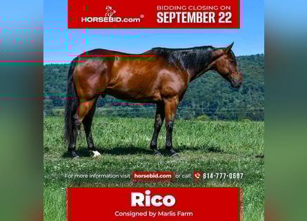 American Quarter Horse, Ruin, 7 Jaar, 152 cm, Roodbruin