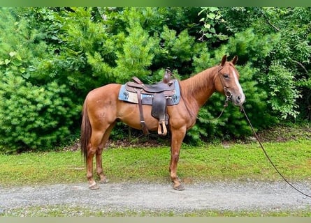 American Quarter Horse, Ruin, 7 Jaar, 152 cm, Roodvos