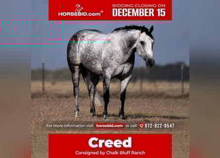 American Quarter Horse, Ruin, 7 Jaar, 152 cm, Schimmel