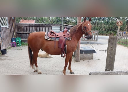 American Quarter Horse, Ruin, 7 Jaar, 152 cm, Vos