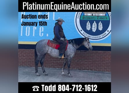 American Quarter Horse, Ruin, 7 Jaar, 155 cm, Appelschimmel