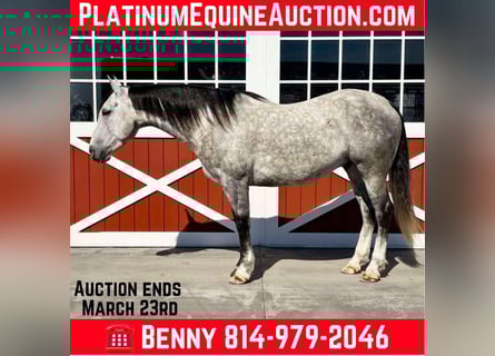 American Quarter Horse, Ruin, 7 Jaar, 155 cm, Appelschimmel