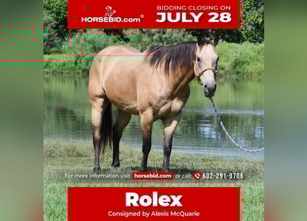 American Quarter Horse, Ruin, 7 Jaar, 155 cm, Buckskin
