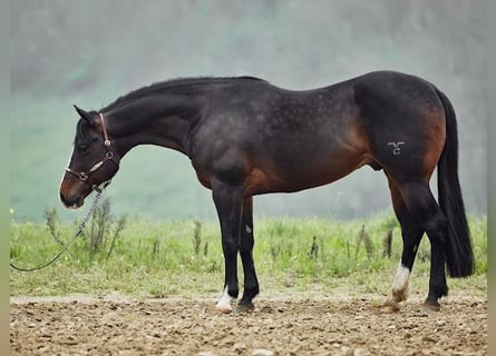 American Quarter Horse, Ruin, 7 Jaar, 155 cm, Donkerbruin