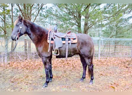 American Quarter Horse, Ruin, 7 Jaar, 155 cm, Donkerbruin