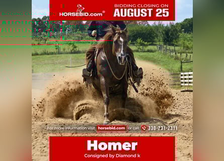 American Quarter Horse, Ruin, 7 Jaar, 155 cm, Donkere-vos
