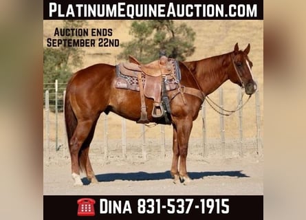 American Quarter Horse, Ruin, 7 Jaar, 155 cm, Donkere-vos