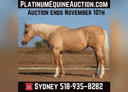 American Quarter Horse, Ruin, 7 Jaar, 155 cm, Palomino