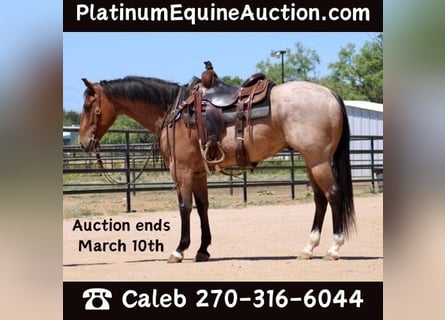 American Quarter Horse, Ruin, 7 Jaar, 155 cm, Roan-Bay