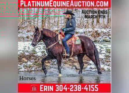 American Quarter Horse, Ruin, 7 Jaar, 155 cm, Zwart