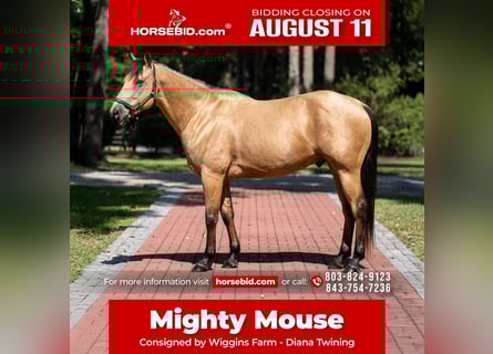 American Quarter Horse, Ruin, 7 Jaar, 157 cm, Buckskin