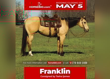 American Quarter Horse, Ruin, 7 Jaar, 157 cm, Buckskin