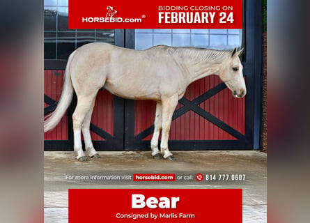 American Quarter Horse, Ruin, 7 Jaar, 157 cm, Palomino