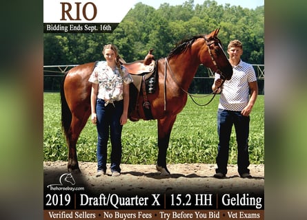 American Quarter Horse Mix, Ruin, 7 Jaar, 157 cm, Roodbruin