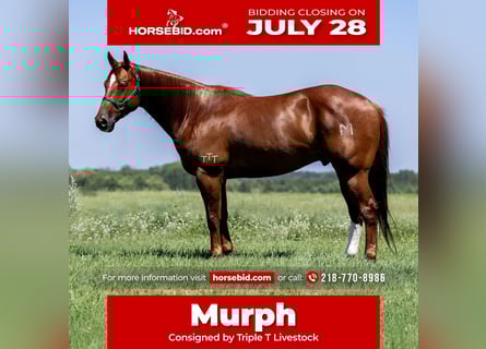 American Quarter Horse, Ruin, 7 Jaar, 157 cm, Roodvos