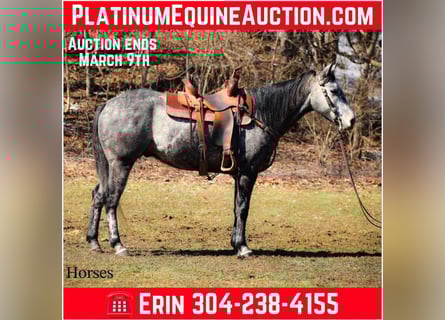 American Quarter Horse, Ruin, 7 Jaar, 157 cm, Schimmel