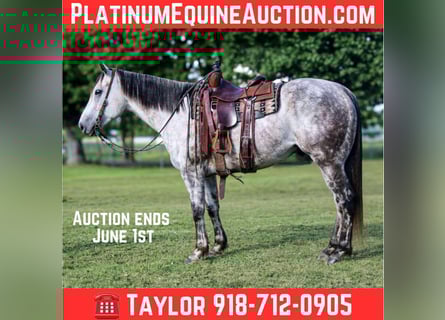 American Quarter Horse, Ruin, 7 Jaar, 157 cm, Schimmel