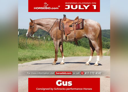 American Quarter Horse, Ruin, 7 Jaar, 160 cm, Roan-Red