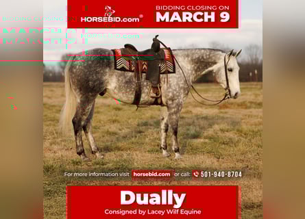 American Quarter Horse, Ruin, 7 Jaar, 160 cm, Schimmel