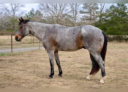 American Quarter Horse, Ruin, 7 Jaar, 163 cm, Roan-Bay
