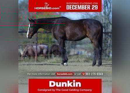 American Quarter Horse Mix, Ruin, 7 Jaar, 163 cm, Roodbruin